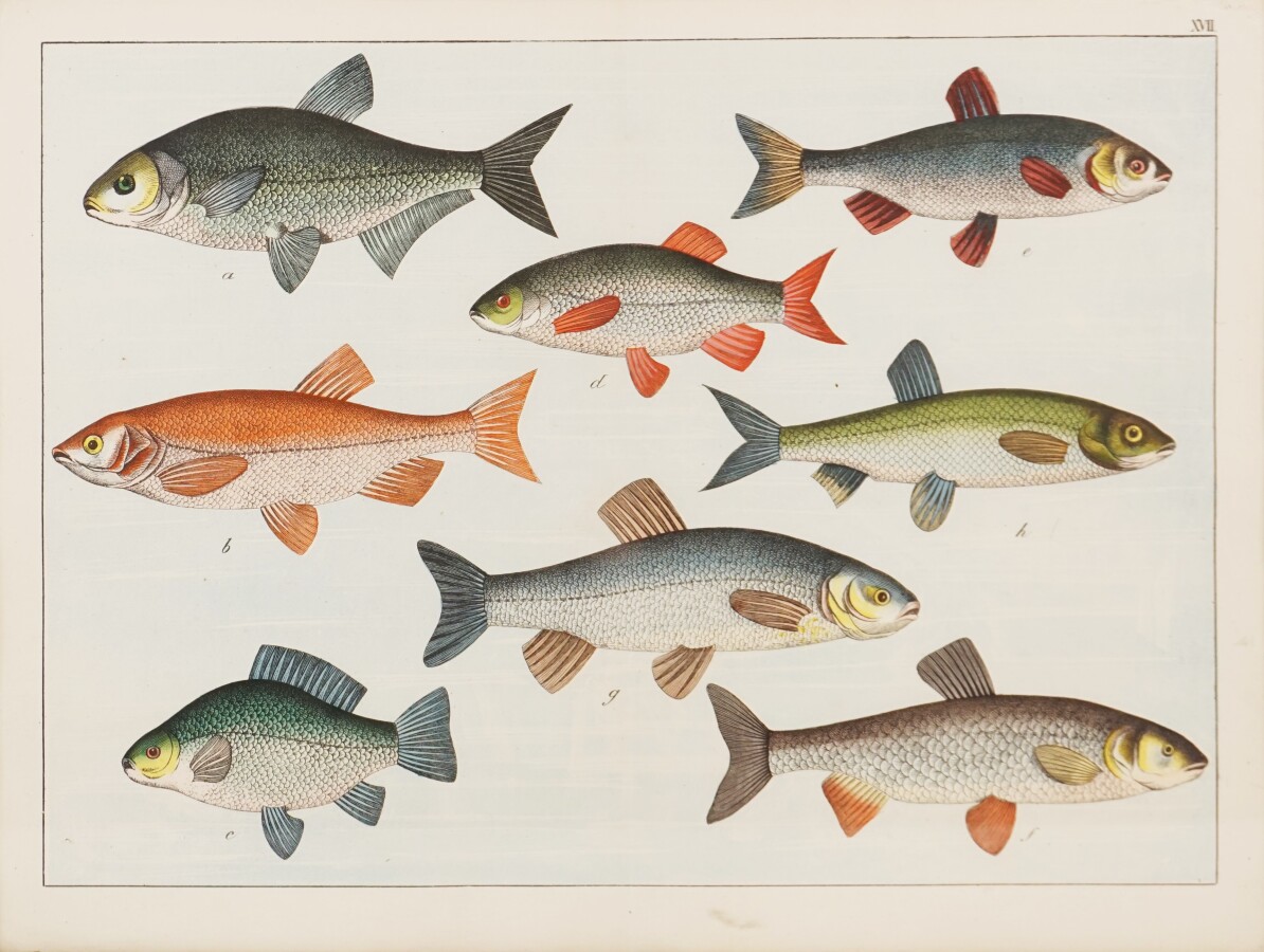 Anonyme Poissons gravure en couleurs  planche 